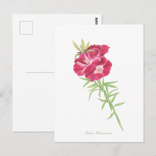 Godetia Briefkaart (Voorkant / Achterkant)