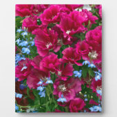 Godetia en Lobelia Fotoplaat (Voorkant)