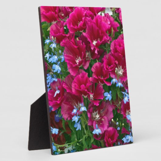 Godetia en Lobelia Fotoplaat (Zijkant)