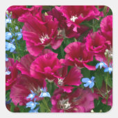 Godetia en Lobelia Vierkante Sticker (Voorkant)
