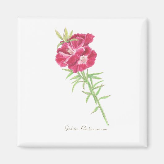 Godetia Magneet (Voorkant)