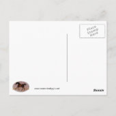 Godolphin Arabian Briefkaart (Achterkant)