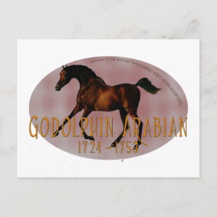Godolphin Arabian Briefkaart