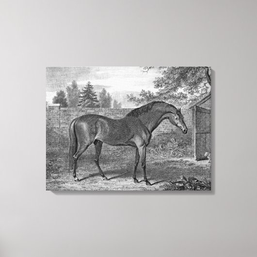 Godolphin Arabische Paarden Canvas Afdruk (Voorkant)