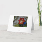 Gods gunst, Stargazer Amaryllis Kaart (Achterkant)