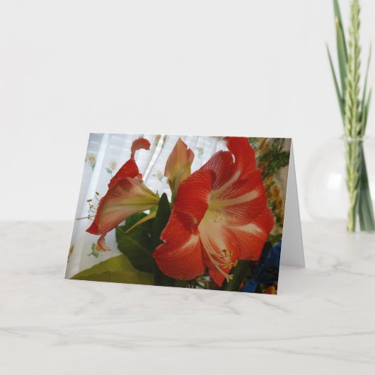 Gods gunst, Stargazer Amaryllis Kaart (Voorkant)