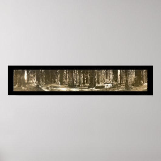 Gods Handiwork Redwood Foto 1912 Poster (Voorkant)