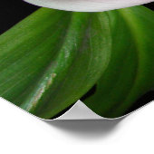 Gods Love Forgave Calla Lily Flowers Poster (Hoek)