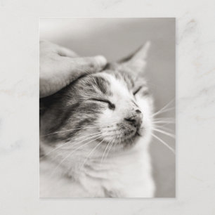 Goed kat! -Briefkaart Briefkaart