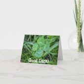 Goed Luck Vier Leaf Clover Kaart (Voorkant)