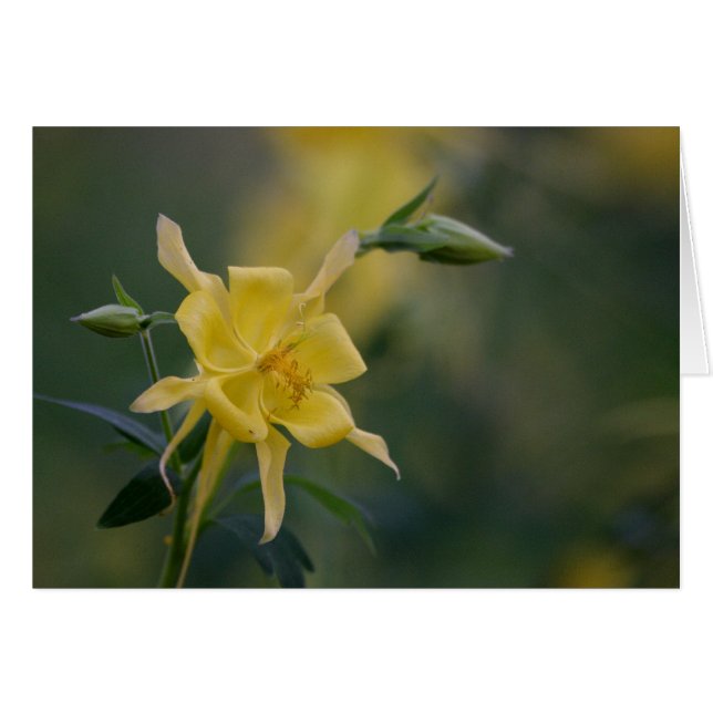 goed ochtgeel (Voorkant Horizontaal)