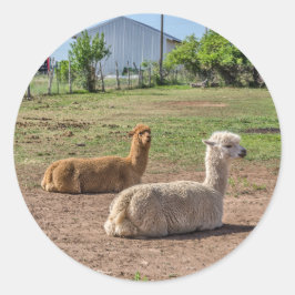 Goed uitziende lama's (lama glama) op groen gras ronde sticker