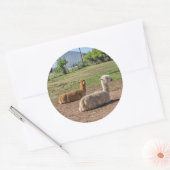 Goed uitziende lama's (lama glama) op groen gras ronde sticker (Envelop)