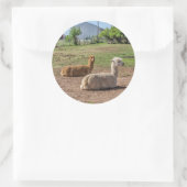 Goed uitziende lama's (lama glama) op groen gras ronde sticker (Tas)