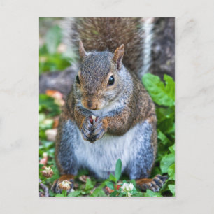 Goed voor de laatste biet briefkaart