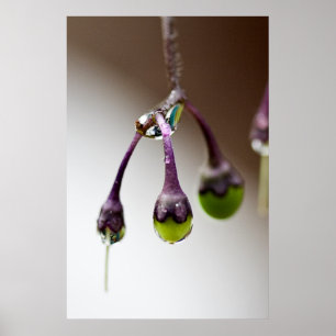 Goed voor het laatste druppel Poster