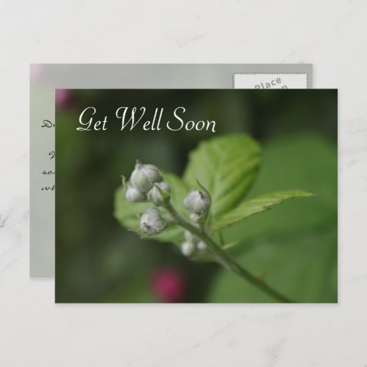 goed, zomerbloem briefkaart (Voorkant / Achterkant)