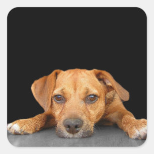 Goede hond vierkante sticker