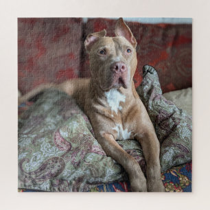 Goede Jongen Zoete Pit Bull Kleurenfoto Legpuzzel