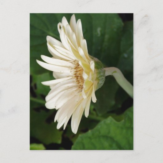 Goedemorgen Daisy Briefkaart (Voorkant)
