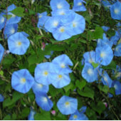 Goedemorgen, Glories! Koffiemok