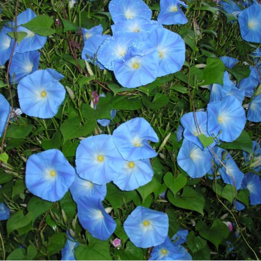 Goedemorgen, Glories! Koffiemok