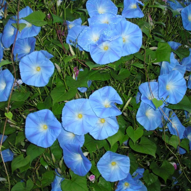 Goedemorgen, Glories! Kussen (Creator heeft geüpload)