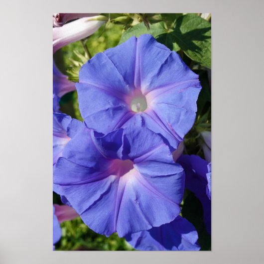 "Goedemorgen, Glory" Poster (Voorkant)