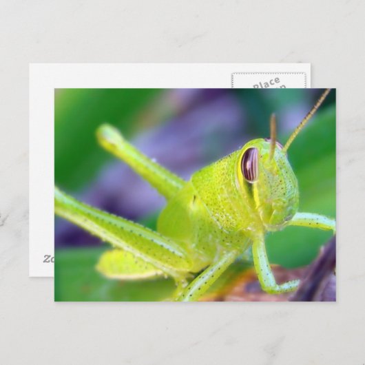Goedemorgen, Grasshopper! Briefkaart (Voorkant / Achterkant)