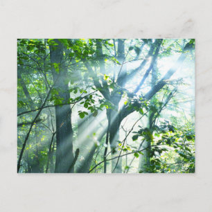 Goedemorgen in het bos briefkaart