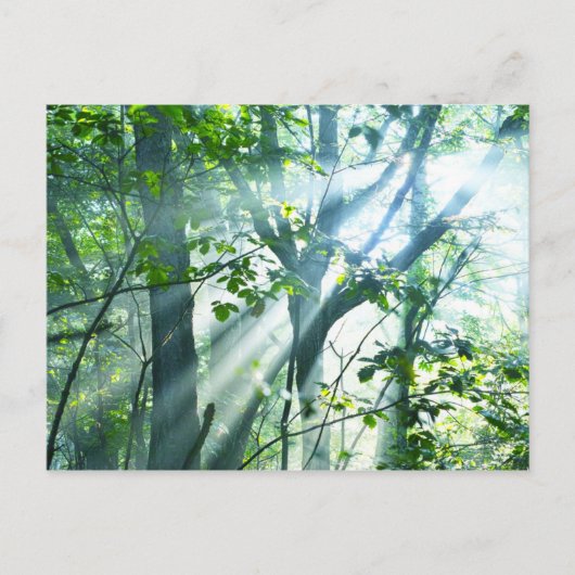 Goedemorgen in het bos briefkaart (Voorkant)