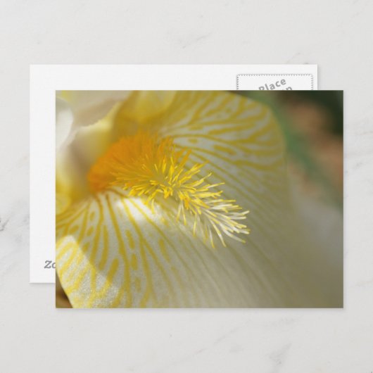 Goedemorgen, Iris. Briefkaart (Voorkant / Achterkant)