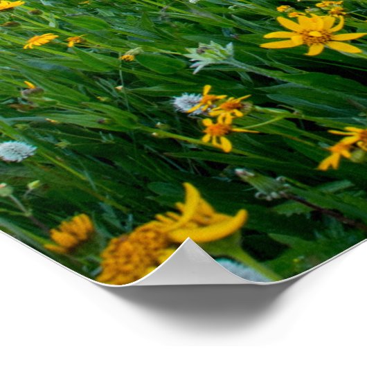 Goedemorgen Meadow, Poster (Hoek)