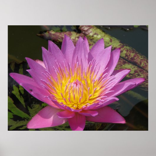 Goedemorgen Poster (Voorkant)