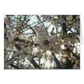 Goedenavond Cherry Blossom II Spring Sunset (Voorkant Horizontaal)