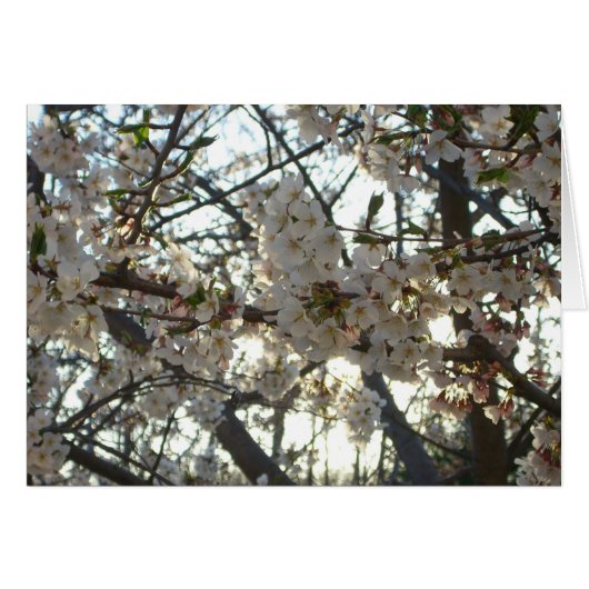 Goedenavond Cherry Blossom II Spring Sunset (Voorkant Horizontaal)