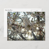 Goedenavond Cherry Blossom II Spring Sunset Briefkaart (Voorkant / Achterkant)