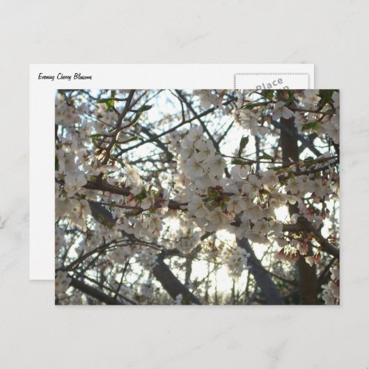 Goedenavond Cherry Blossom II Spring Sunset Briefkaart (Voorkant / Achterkant)