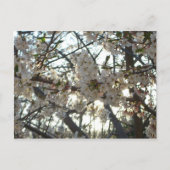 Goedenavond Cherry Blossom II Spring Sunset Briefkaart (Voorkant)
