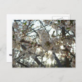 Goedenavond Cherry Blossom II Spring Sunset Briefkaart (Voorkant / Achterkant)