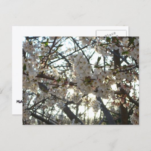 Goedenavond Cherry Blossom II Spring Sunset Briefkaart (Voorkant / Achterkant)