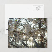 Goedenavond Cherry Blossom II Spring Sunset Briefkaart (Voorkant / Achterkant)