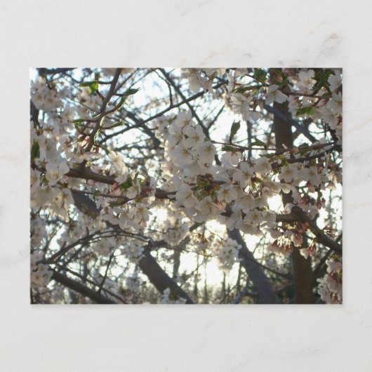 Goedenavond Cherry Blossom II Spring Sunset Briefkaart (Voorkant)