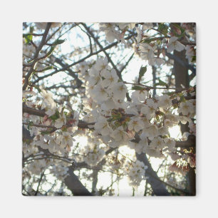 Goedenavond Cherry Blossom II Spring Sunset Magneet