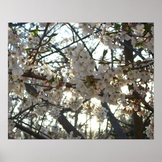 Goedenavond Cherry Blossom II Spring Sunset Poster (Voorkant)