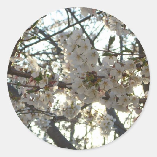 Goedenavond Cherry Blossom II Spring Sunset Ronde Sticker (Voorkant)