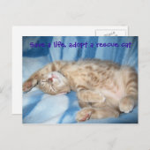 Goedkeuren van een Briefkaart van de reddingskat (Voorkant / Achterkant)