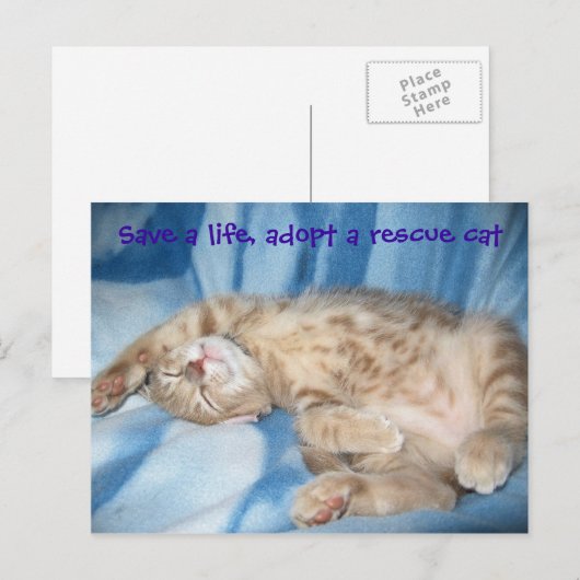 Goedkeuren van een Briefkaart van de reddingskat (Voorkant / Achterkant)