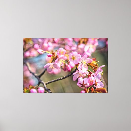 Goedkope cascade van Sakura Flowers op een lenteda Canvas Afdruk (Voorkant)