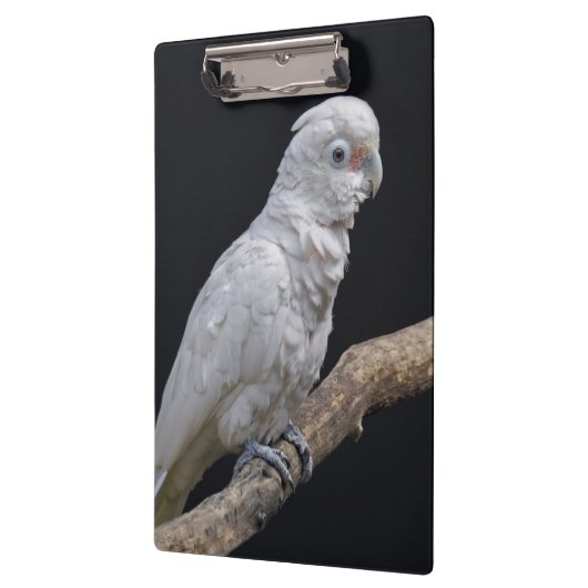 Goffin's Kaketoe Klembord (Links)